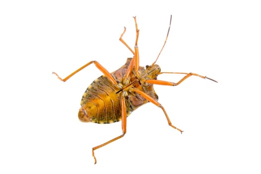 Brown shield bug isolated on a white background