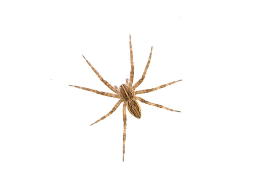 Brown spider isolated on a white background