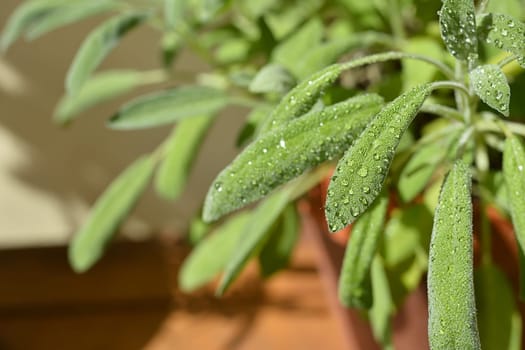 Sage with dew drops on a balcony