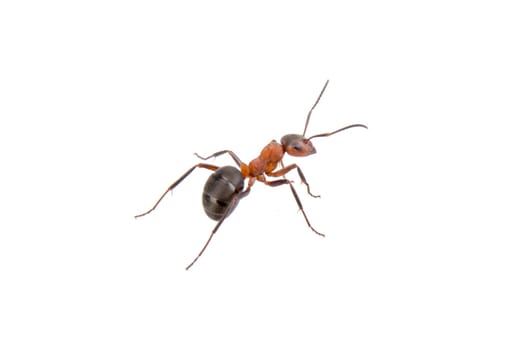 Brown ant isolated on a white background