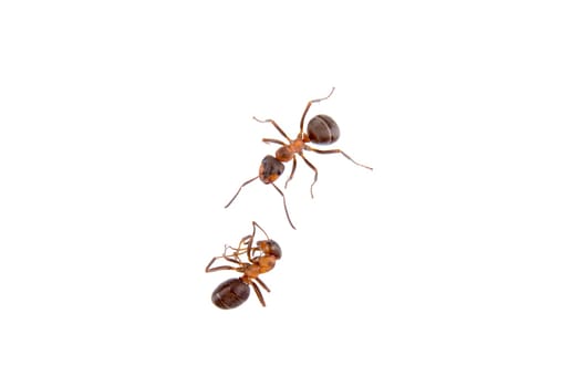 Ants isolated on a white background