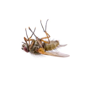Fly isolated on a white background