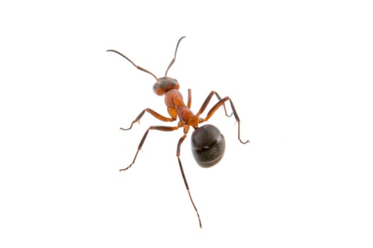 Brown ant isolated on a white background