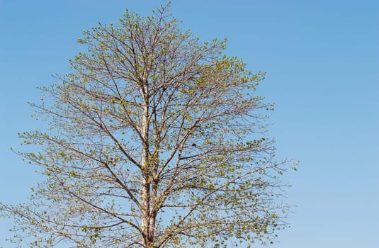 Pattern of tree with blue sky background for design