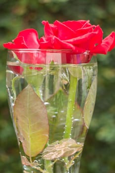 Beautiful red rose in home garden, stock photo