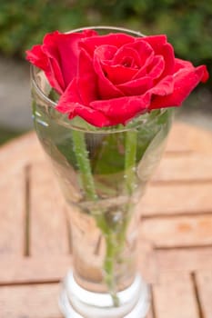 Beautiful red rose in home garden, stock photo
