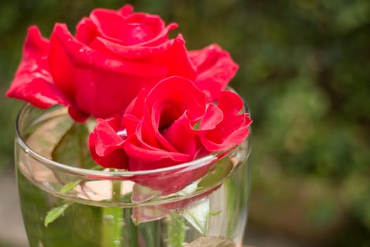 Beautiful red rose in home garden, stock photo