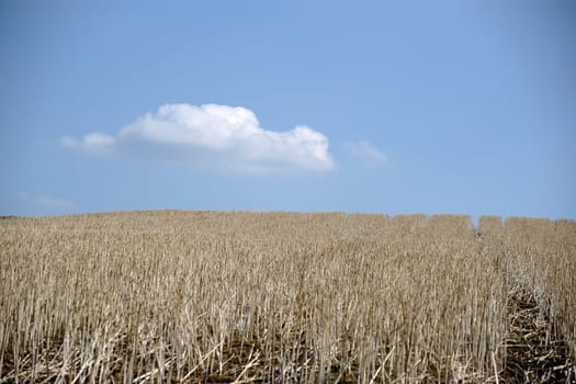 A harvested grain field with dried grain stems.