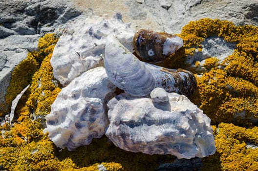 a couple of sea shell from the swedish westcoast