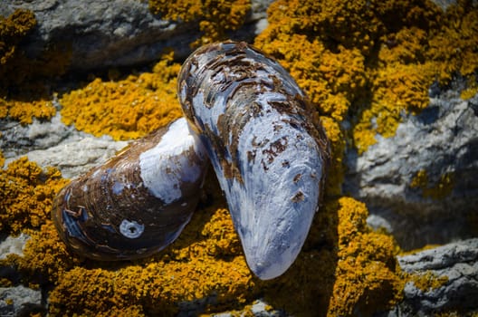 two blue mussel shell on the rock at the swedish westcoas