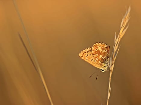Female silver-green blueling (Polyommatus coridon) in the evening light