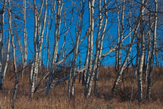 Landscape of a white birch grove against a dark blue sky.