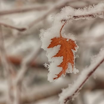 Macro of a snow covered autumn leaf.
