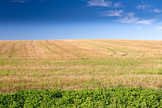 rural summer landscape in czech Republic - region Vysocina