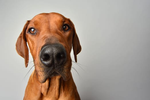 Rhodesian Ridgeback