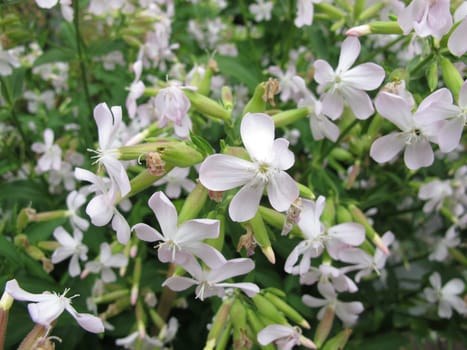 Flowering weed,Saponaria officinalis