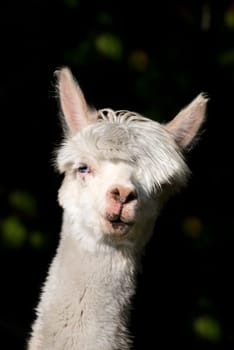 Suri Alpaca