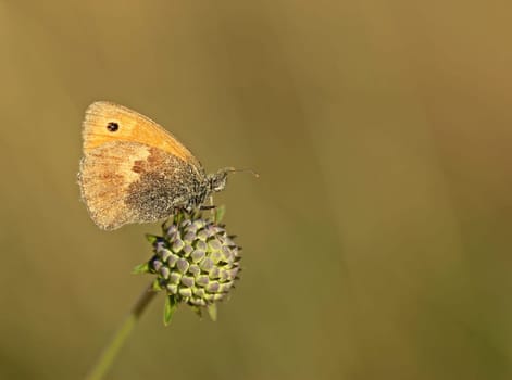 Small meadow bird (Coenonympha pamphilus) on bud of the pigeon skabiosis (Scabiosa columbaria)