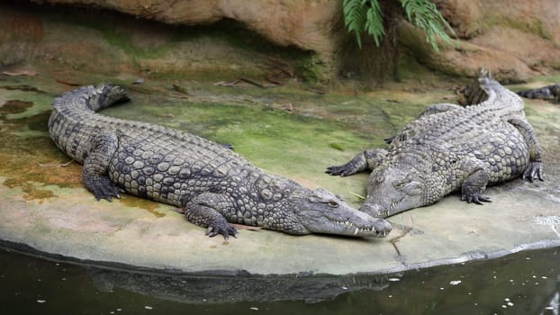 Details of nile crocodile, crocodylus niloticus, in captivity.