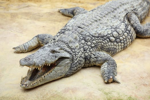 Details of nile crocodile, crocodylus niloticus, in captivity.