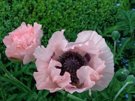 Poppy