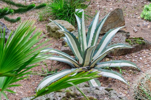 Cactus,Aloe,Vera,Plant