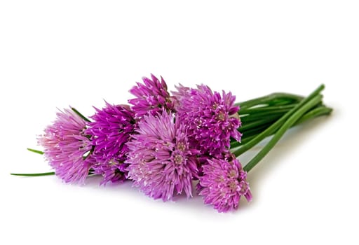Chik blossoms