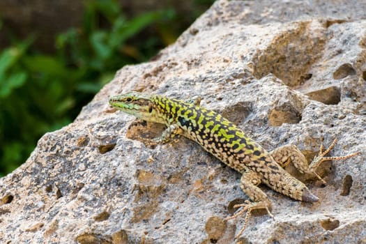 Beautiful Lizard on a rock