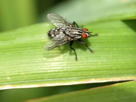 grey meat fly