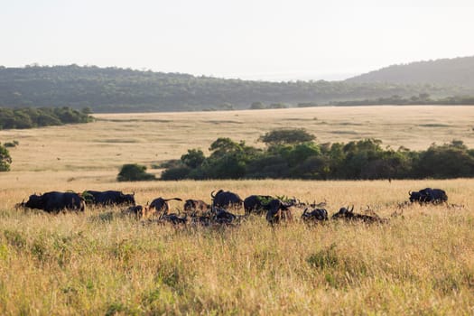 Buffalo animal herd  grassland plateau wildlife reserve park.