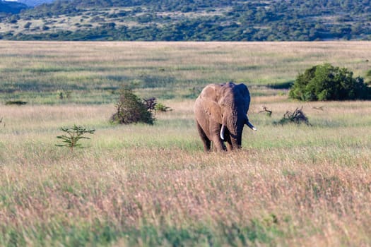 Elephant bull walks across grassland plateau wildlife reserve park.