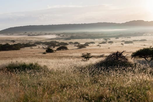 Wilderness morning mist grassland plateau wildlife reserve park landscape.