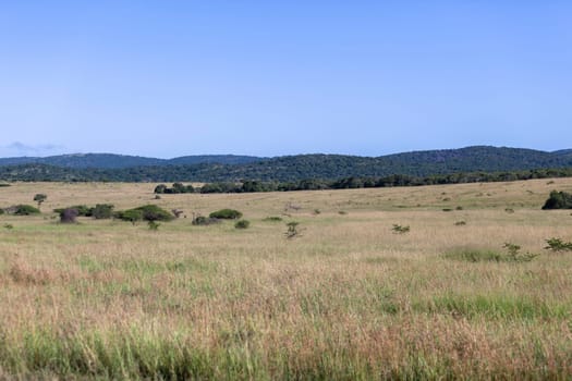 Wilderness grassland plateau wildlife reserve park landscape.