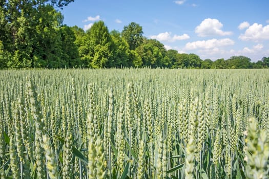 Wheat field and countryside scenery