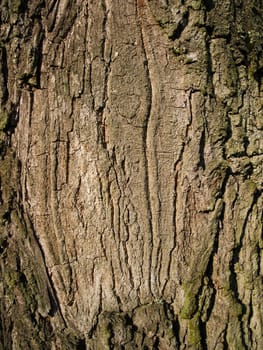 format-filling detail of a roughly structured tree bark
