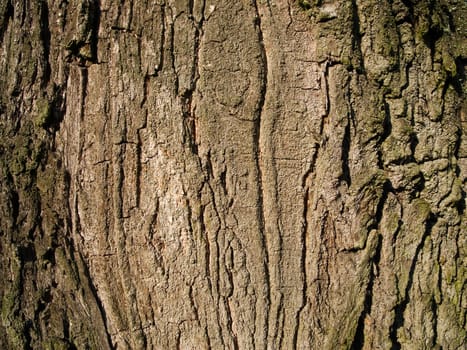 format-filling detailed view of a coarsely structured tree bark
