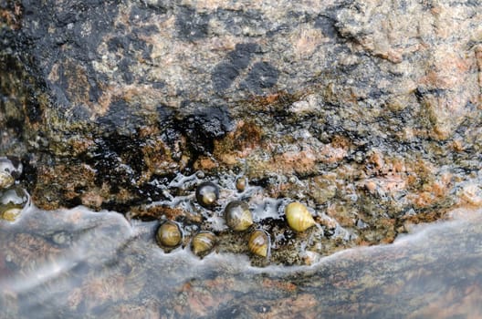 plenty of snails in the behind of water