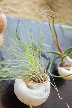 Nice composition of Tillandsia, species of evergreen, perennial flowering plants in the family Bromeliaceae, native to the forests, mountains and deserts of Central and South America, the southern United States and the West Indies.