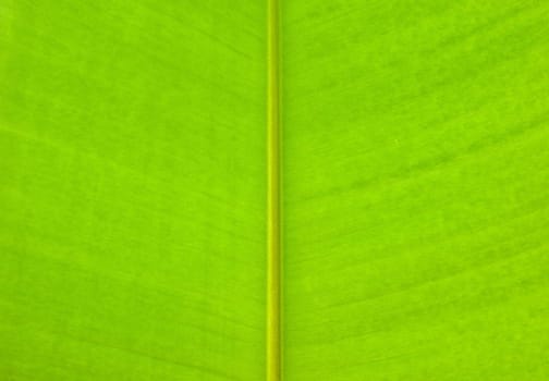 Pattern of green leaf closeup for background