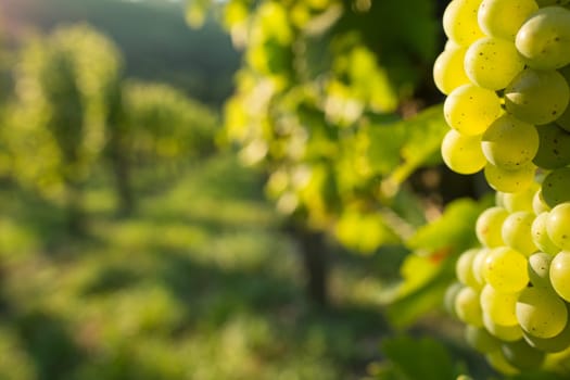 Green grapes in the backlight and fuzzy background