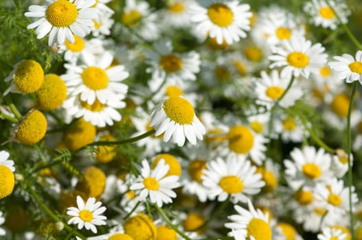 Roemischer Bertram  Anacyclus pyrethrum