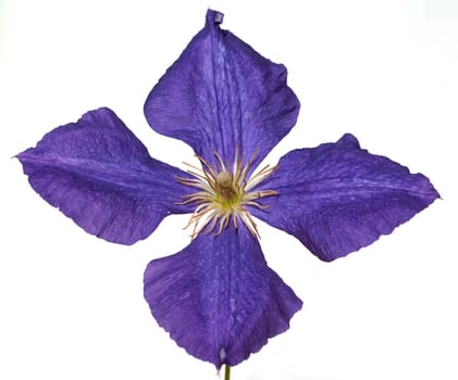 Clematis  Jackmanii  Clematis-Hybride