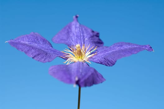 Clematis  Jackmanii  Clematis-Hybride