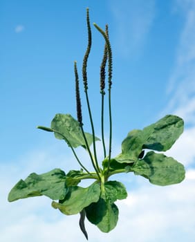 Breitwegerich, Plantago, major