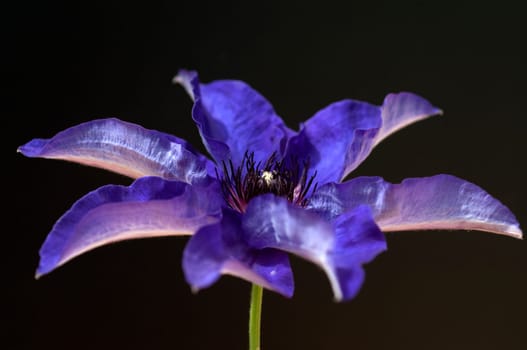 Clematis  The, President