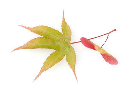 Faecherahorn  gruener, Acer, palmatum, Osakazuki