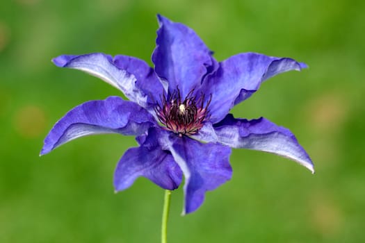 Clematis  The, President