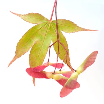 Faecherahorn  gruener, Acer, palmatum, Osakazuki