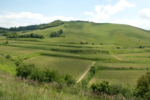 Weinberge, Haselschacher, Buck, Alt-Vogtsburg