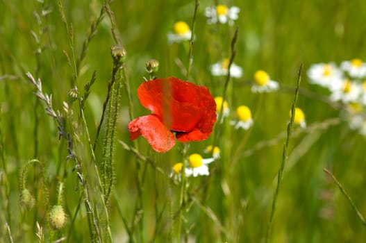 Klatschmohn  Papaver, rhoeas
